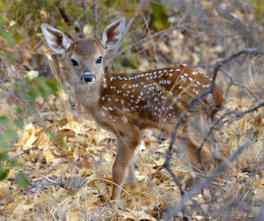 deer