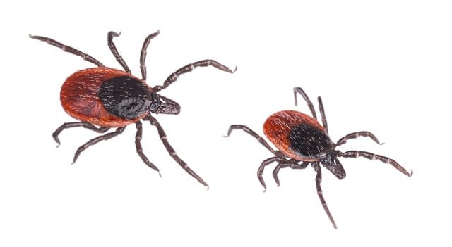 Black-legged ticks - aka - deer ticks